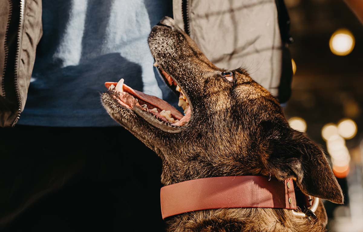 Dog Training in Maryland Adult Dog Training Classes