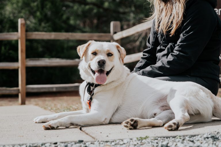 Dog Training in Maryland Adult Dog Training Classes